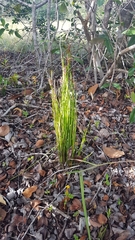 Actinostachys pennula