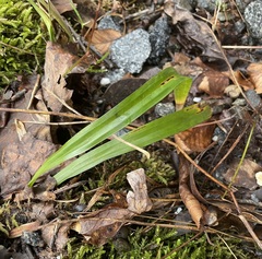 Stenanthium gramineum