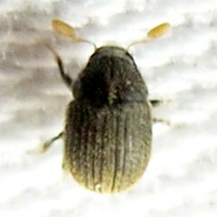 Chramesus