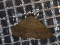 Ophyx ochroptera