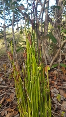 Actinostachys pennula