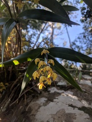 Dendrobium gracilicaule