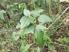 Clematis drummondii
