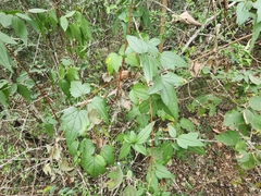 Clematis drummondii