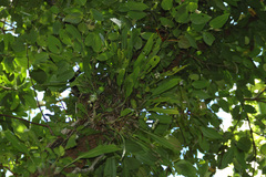 Dendrochilum uncatum