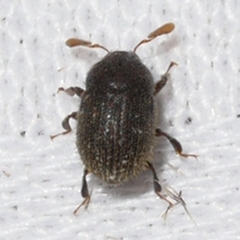 Chramesus