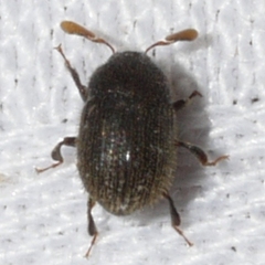 Chramesus