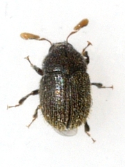 Chramesus