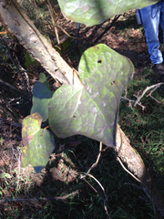 Menispermum canadense