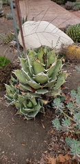 Agave