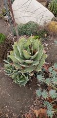 Agave