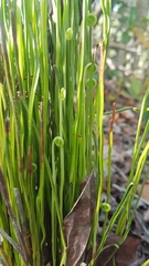 Actinostachys pennula