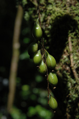 Dendrochilum uncatum