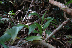 Goodyera procera