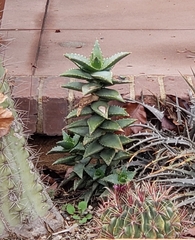 Aloe