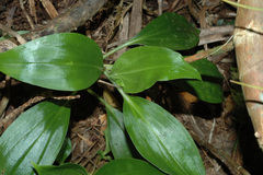 Goodyera procera