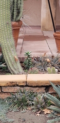 Aloe