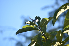 Polioptila