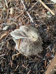 Tricholoma subacutum