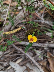 Bossiaea cordigera