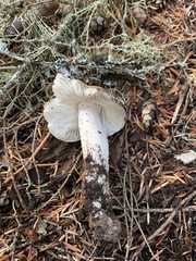 Tricholoma subacutum