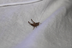 Conocephalus bilineatus