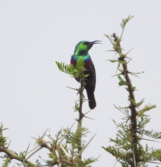 Cinnyris bifasciatus