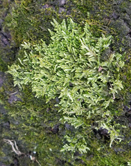 Entodon cladorrhizans