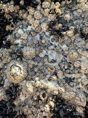 Chthamalus antennatus