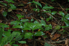 Zeuxine odorata