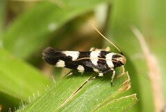 Macrobathra