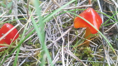 Hygrocybe