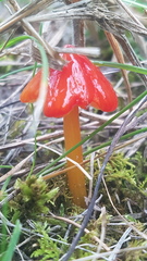 Hygrocybe