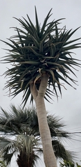 Aloe