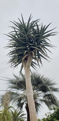 Aloe