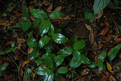 Zeuxine odorata