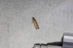 Bactra noteraula