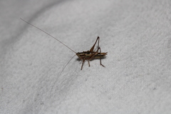 Conocephalus bilineatus