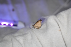 Hydriomena deltoidata