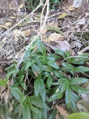 Dendrobium kingianum