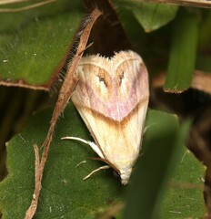 Eublemma roseana