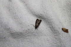 Eudonia submarginalis