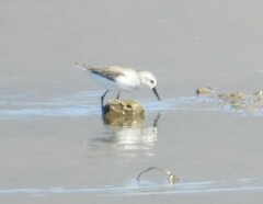 Calidris mauri