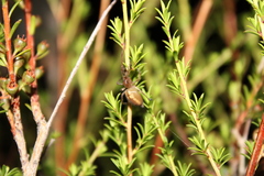 Eutittha stratiotica