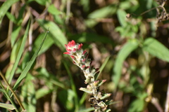 Castilleja arvensis arvensis