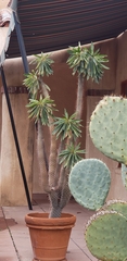 Pachypodium lamerei