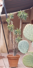 Pachypodium lamerei
