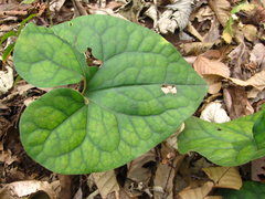 Asarum