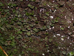 Trichomanes beccarianum