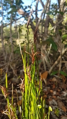 Actinostachys pennula